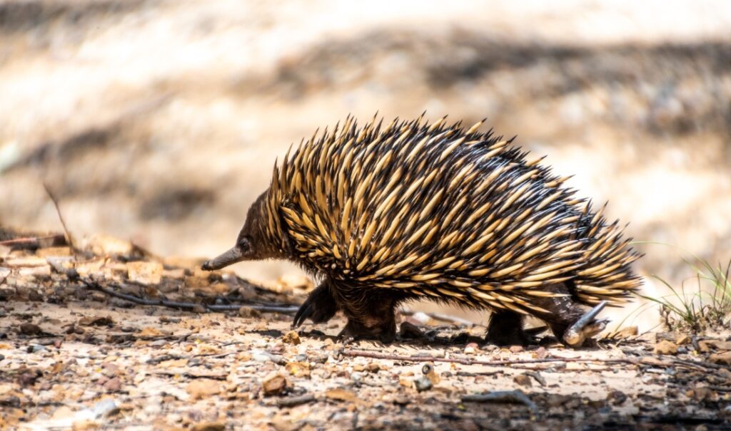 echidna in snowy mountains