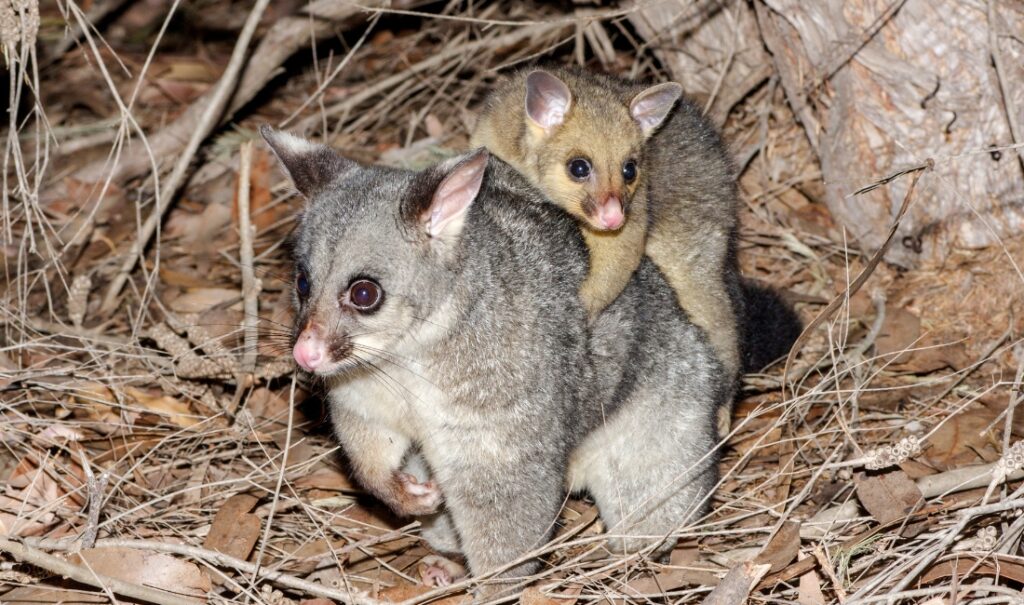 mountain pygmy-possum
