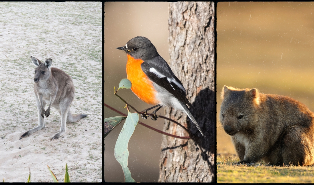 snowy mountains wildlife in winter