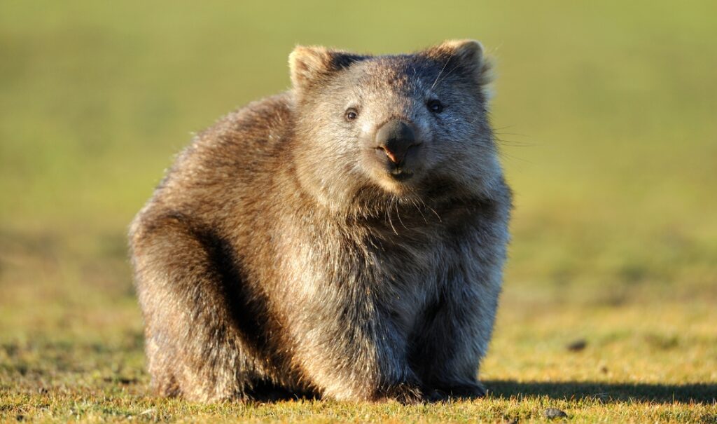 wombats